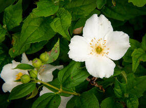 Pustoryl 'Belle Etoile' - Philadelphus 'Belle Etoile'