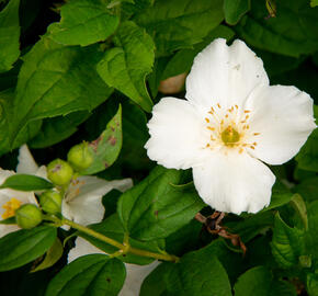 Pustoryl 'Belle Etoile' - Philadelphus 'Belle Etoile'