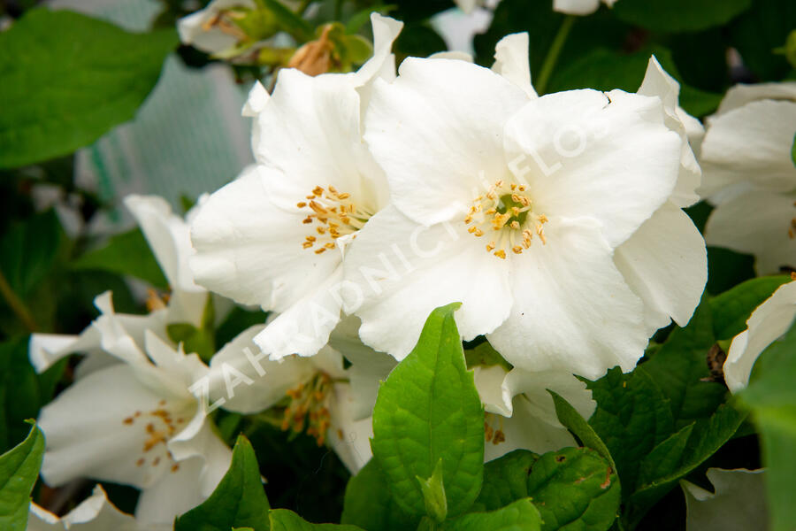 Pustoryl 'Belle Etoile' - Philadelphus 'Belle Etoile'