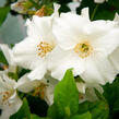 Pustoryl 'Belle Etoile' - Philadelphus 'Belle Etoile'