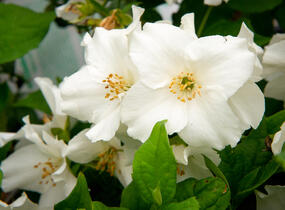 Pustoryl 'Belle Etoile' - Philadelphus 'Belle Etoile'
