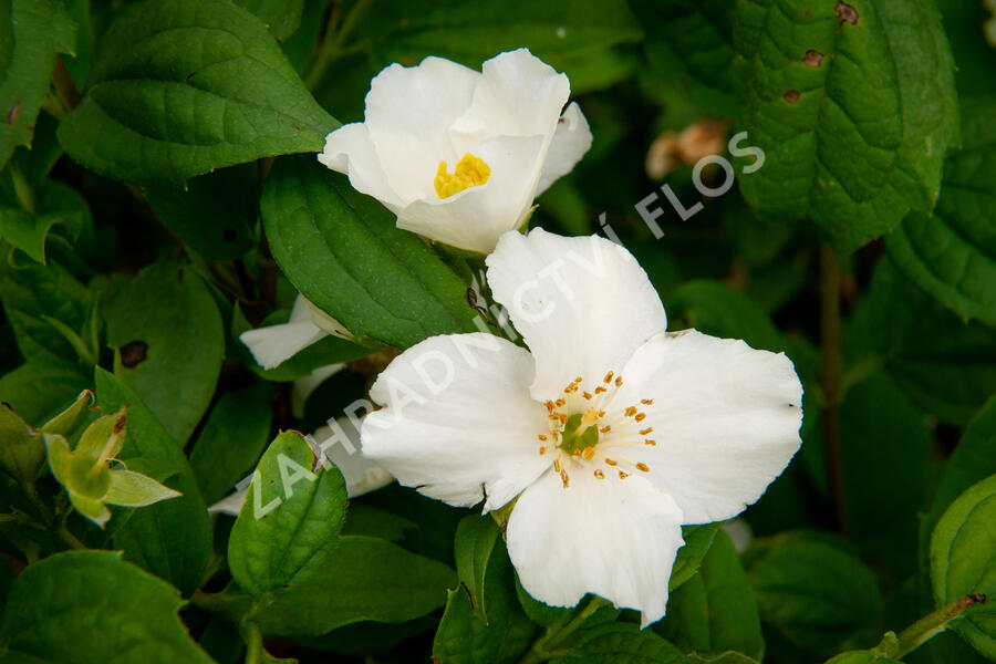 Pustoryl 'Belle Etoile' - Philadelphus 'Belle Etoile'