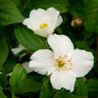 Pustoryl 'Belle Etoile' - Philadelphus 'Belle Etoile'