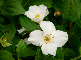 Pustoryl 'Belle Etoile' - Philadelphus 'Belle Etoile'