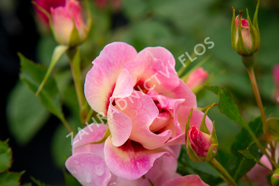 Růže mnohokvětá 'Trendy Babylon Eyes'® - Rosa MK 'Trendy Babylon Eyes'®