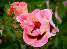 Růže mnohokvětá 'Trendy Babylon Eyes'® - Rosa MK 'Trendy Babylon Eyes'®