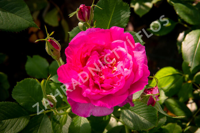 Anglická růže Davida Austina 'Wild Edric' - Rosa S 'Wild Edric'