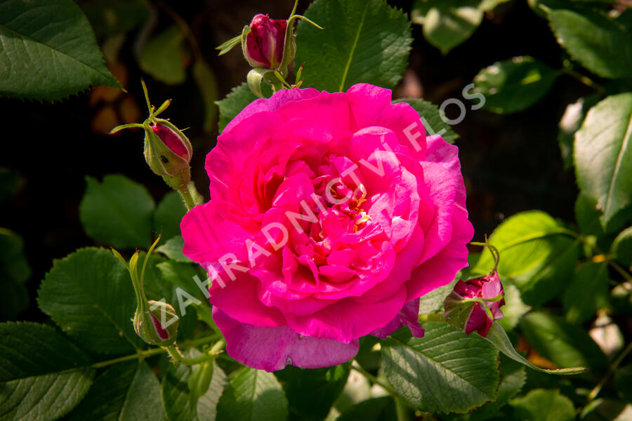 Anglická růže Davida Austina 'Wild Edric' - Rosa S 'Wild Edric'