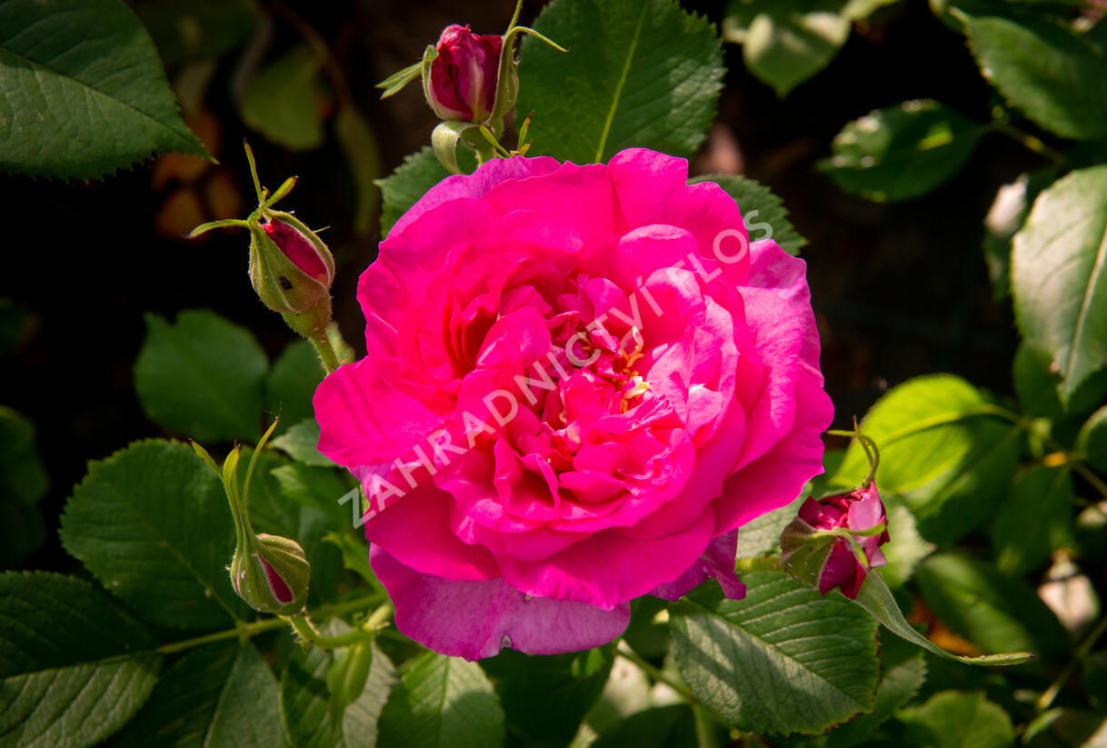 Růže anglická David Austin 'Wild Edric' - Rosa S 'Wild Edric'