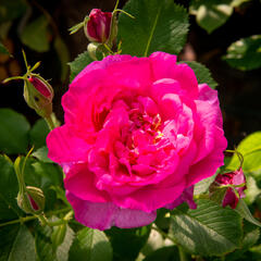 Anglická růže Davida Austina 'Wild Edric' - Rosa S 'Wild Edric'