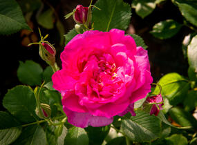 Růže anglická David Austin 'Wild Edric' - Rosa S 'Wild Edric'