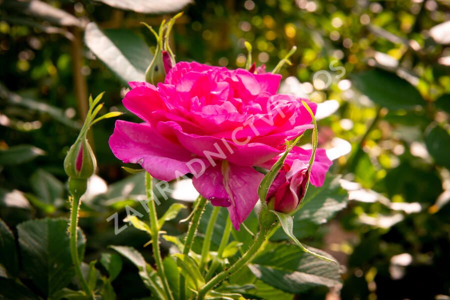 Anglická růže Davida Austina 'Wild Edric' - Rosa S 'Wild Edric'