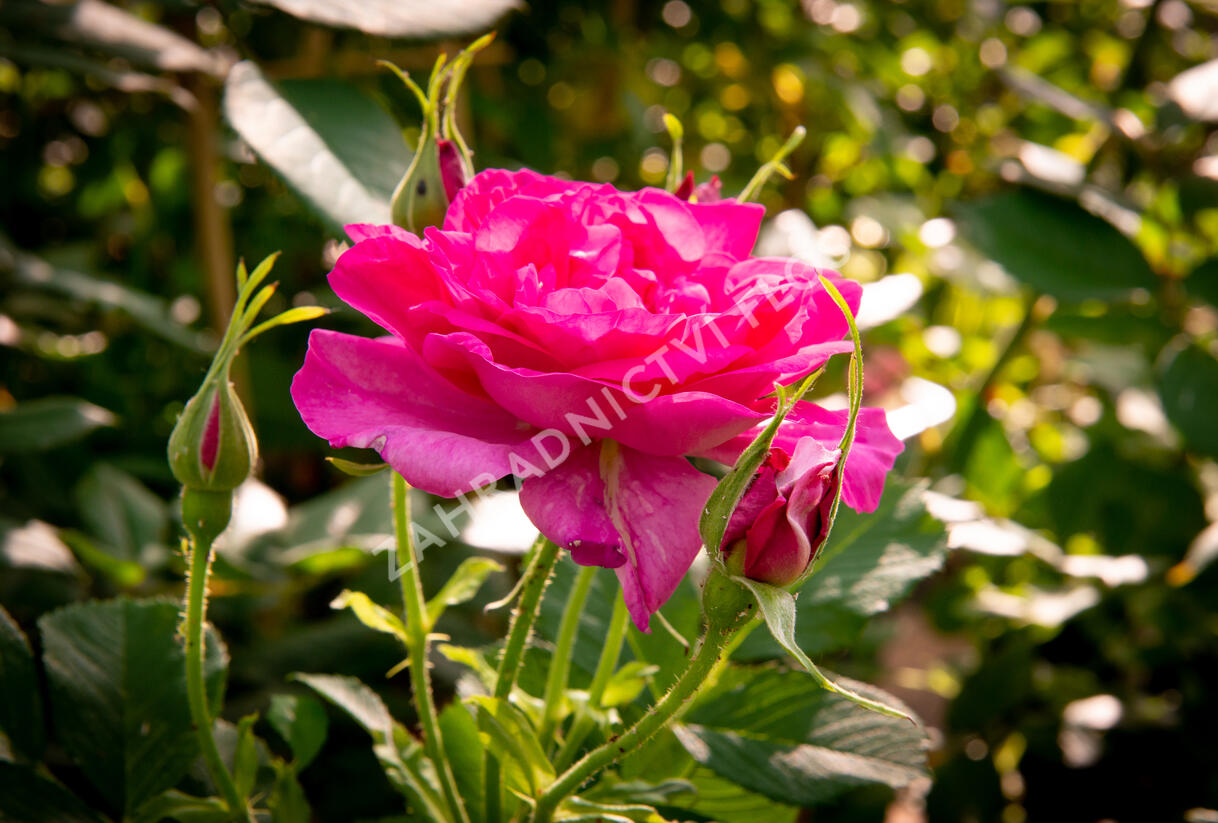 Růže anglická David Austin 'Wild Edric' - Rosa S 'Wild Edric'