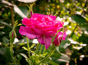 Růže anglická David Austin 'Wild Edric' - Rosa S 'Wild Edric'