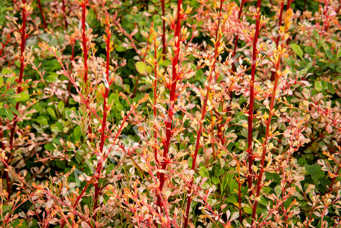 Dřišťál Thunbergův 'Natasza' - Berberis thunbergii 'Natasza'