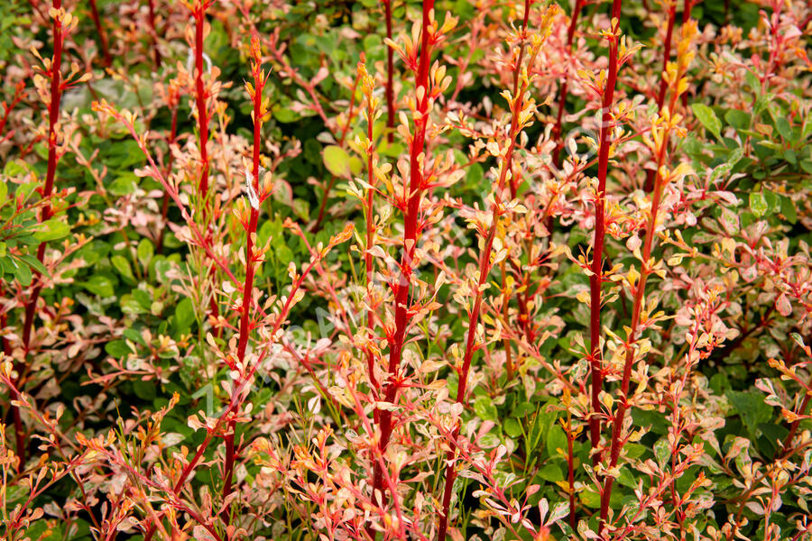 Dřišťál Thunbergův 'Natasza' - Berberis thunbergii 'Natasza'