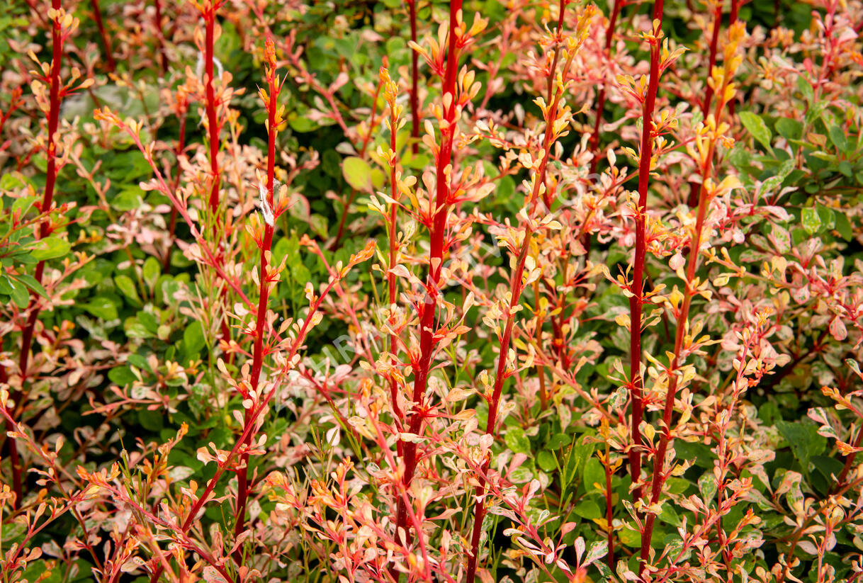 Dřišťál Thunbergův 'Natasza' - Berberis thunbergii 'Natasza'