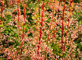 Dřišťál Thunbergův 'Natasza' - Berberis thunbergii 'Natasza'