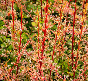 Dřišťál Thunbergův 'Natasza' - Berberis thunbergii 'Natasza'