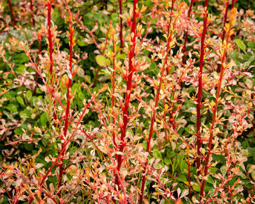 Dřišťál Thunbergův 'Natasza'