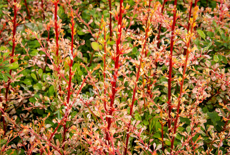 Dřišťál Thunbergův 'Natasza' - Berberis thunbergii 'Natasza'