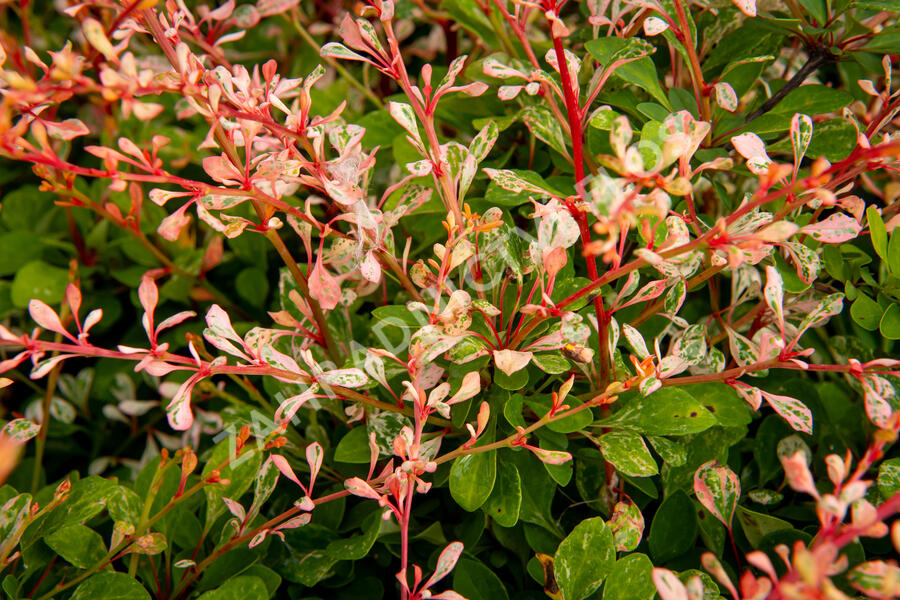Dřišťál Thunbergův 'Natasza' - Berberis thunbergii 'Natasza'