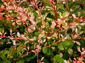 Dřišťál Thunbergův 'Natasza' - Berberis thunbergii 'Natasza'