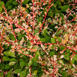 Dřišťál Thunbergův 'Natasza' - Berberis thunbergii 'Natasza'