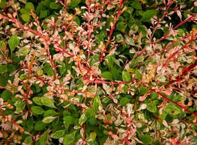Dřišťál Thunbergův 'Natasza' - Berberis thunbergii 'Natasza'