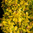 Dřišťál Thunbergův 'Golden Nugget' - Berberis thunbergii 'Golden Nugget'