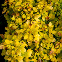 Dřišťál Thunbergův 'Golden Nugget' - Berberis thunbergii 'Golden Nugget'