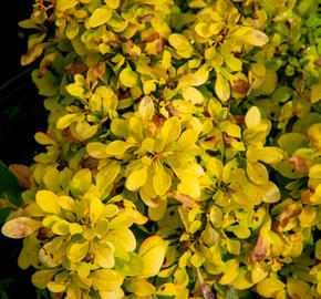 Dřišťál Thunbergův 'Golden Nugget' - Berberis thunbergii 'Golden Nugget'