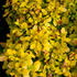dristal-thunberguv-golden-nugget.jpg