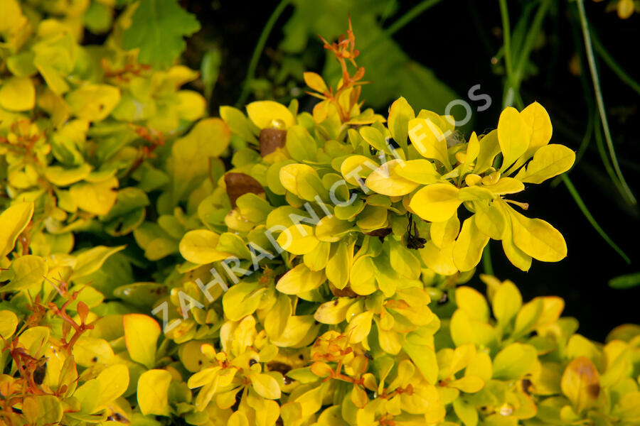 Dřišťál Thunbergův 'Golden Nugget' - Berberis thunbergii 'Golden Nugget'
