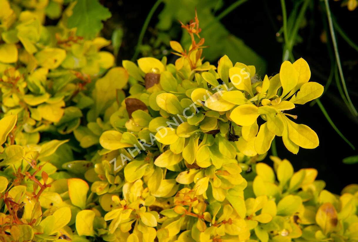 Dřišťál Thunbergův 'Golden Nugget' - Berberis thunbergii 'Golden Nugget'