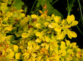 Dřišťál Thunbergův 'Golden Nugget' - Berberis thunbergii 'Golden Nugget'