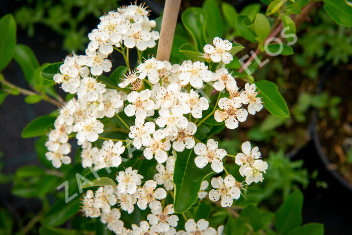 Hlohyně šarlatová 'Orange Glow' - Pyracantha coccinea 'Orange Glow'