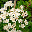 Hlohyně šarlatová 'Orange Glow' - Pyracantha coccinea 'Orange Glow'