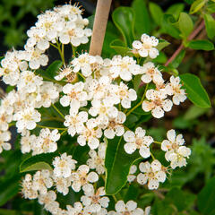 Hlohyně šarlatová 'Orange Glow' - Pyracantha coccinea 'Orange Glow'