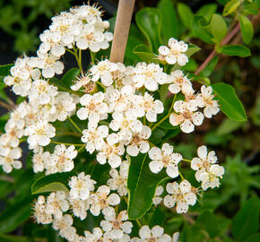 Hlohyně šarlatová 'Orange Glow' - Pyracantha coccinea 'Orange Glow'