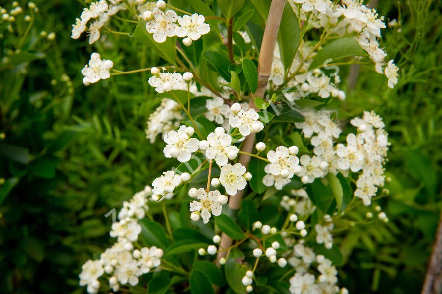 Hlohyně šarlatová 'Orange Glow' - Pyracantha coccinea 'Orange Glow'