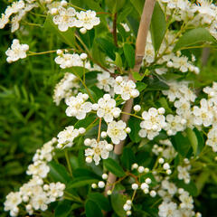 Hlohyně šarlatová 'Orange Glow' - Pyracantha coccinea 'Orange Glow'