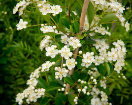 Hlohyně šarlatová 'Orange Glow'