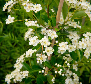 Hlohyně šarlatová 'Orange Glow' - Pyracantha coccinea 'Orange Glow'