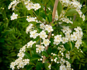 Hlohyně šarlatová 'Orange Glow'