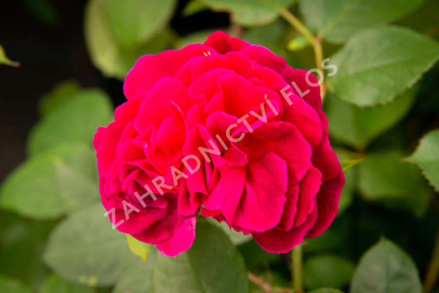Anglická růže Davida Austina 'Munstead Wood' - Rosa S 'Munstead Wood'