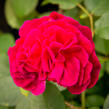 Anglická růže Davida Austina 'Munstead Wood' - Rosa S 'Munstead Wood'