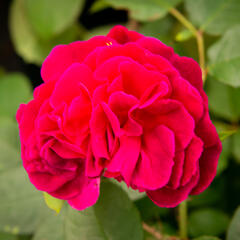 Anglická růže Davida Austina 'Munstead Wood' - Rosa S 'Munstead Wood'
