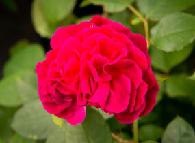 Růže anglická David Austin 'Munstead Wood' - Rosa S 'Munstead Wood'