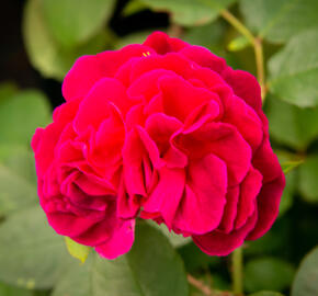 Anglická růže Davida Austina 'Munstead Wood' - Rosa S 'Munstead Wood'
